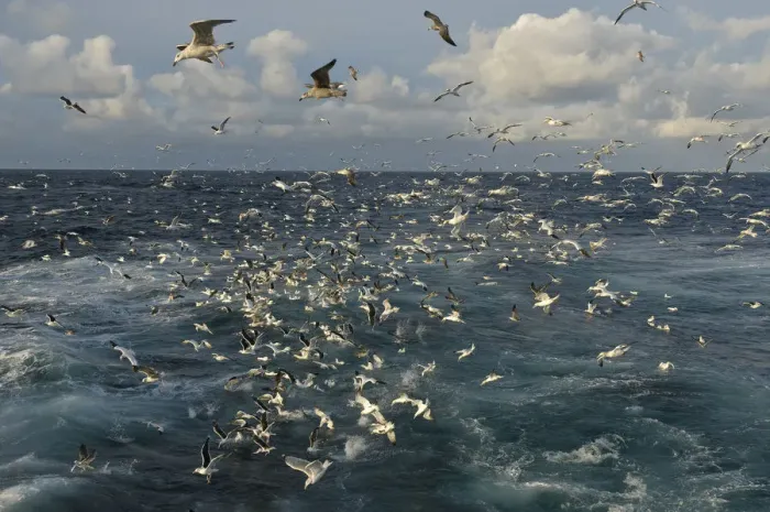 Framed Print : Mixed flock of Northern gannets (Morus bassanus) and gulls (Larus) feeding in Framed Print : Mixed flock of Northern gannets (Morus bassanus) and gulls (Larus) feeding in