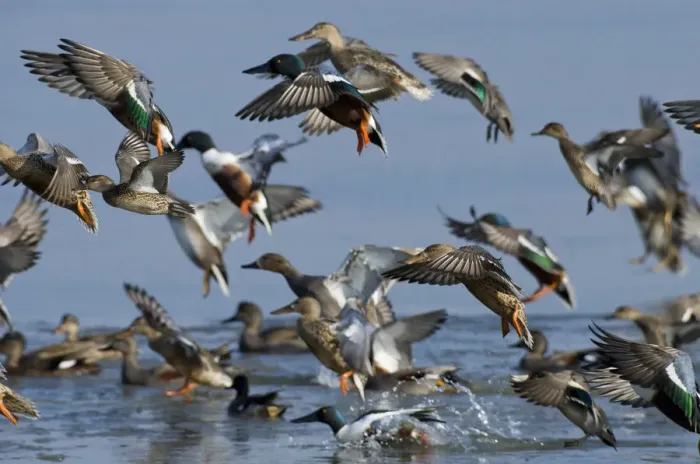 Framed Print : Mixed flock of Northern shovelers (Anas clypeata), Gadwalls (Anas strepera) and Common teal Framed Print : Mixed flock of Northern shovelers (Anas clypeata), Gadwalls (Anas strepera) and Common teal