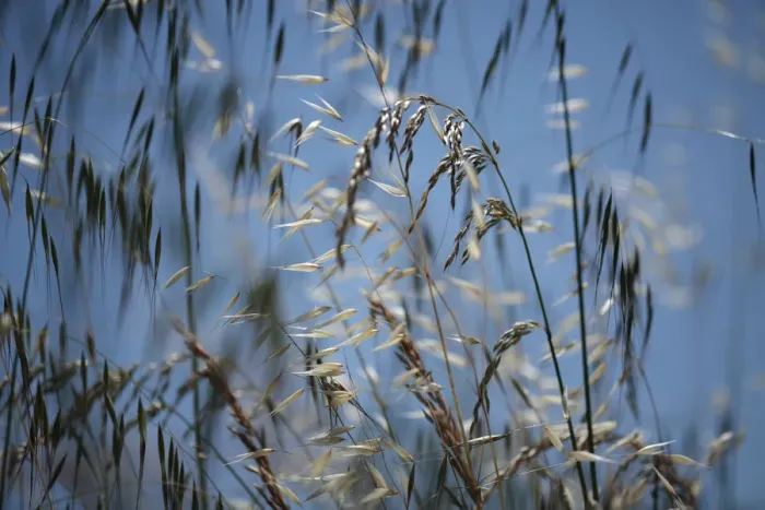 Framed Print : Mixed grasses in a grass meadow including Oat grass (Avena sp) and False oat grass Framed Print : Mixed grasses in a grass meadow including Oat grass (Avena sp) and False oat grass