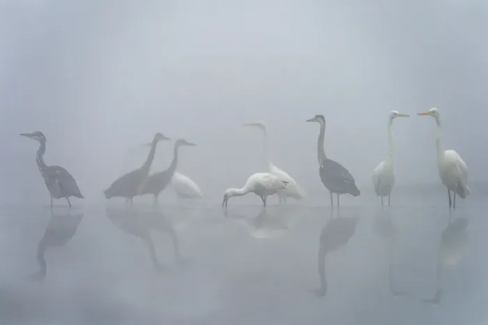 Framed Print : Mixed group of Grey heron (Ardea cinerea), Great white egret (Ardea alba Framed Print : Mixed group of Grey heron (Ardea cinerea), Great white egret (Ardea alba