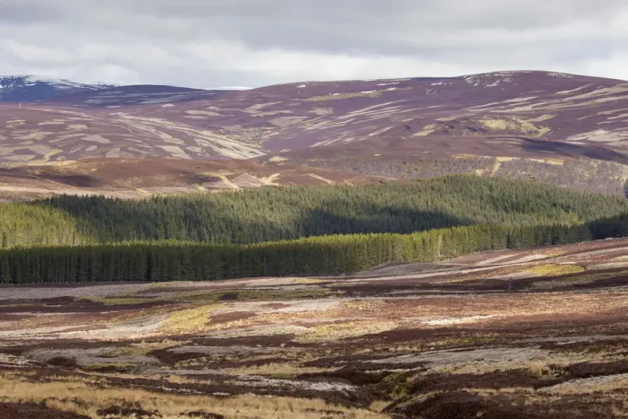 Framed Print : Mixed habitat of heather moorland and commercial forestry on grouse shooting estate Framed Print : Mixed habitat of heather moorland and commercial forestry on grouse shooting estate
