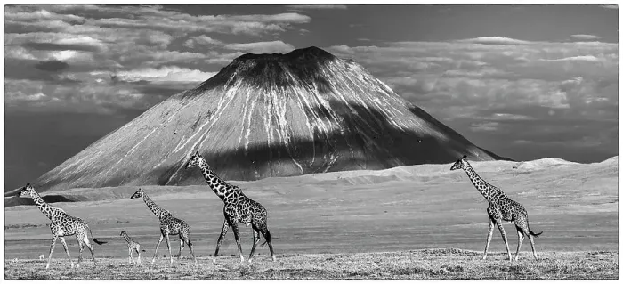 Framed Print : Mixed herd of Masai giraffe (Giraffa camelopardalis) walking across short grass plains in the shadow of Oldonyo Lengai, Ngorongoro Conservation Area, Tanzania Framed Print : Mixed herd of Masai giraffe (Giraffa camelopardalis) walking across short grass plains in the shadow of Oldonyo Lengai, Ngorongoro Conservation Area, Tanzania