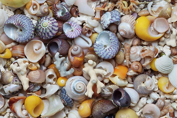 Mixed sea shells on beach, Claigan, Isle of Skye, Inner Hebrides, Scotland, UK. April