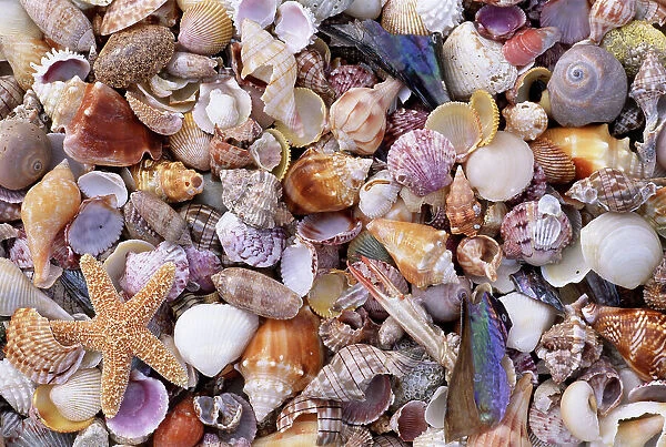 Mixed sea shells on beach, Sarasata, Florida, USA Our beautiful pictures  are available as Framed Prints, Photos, Wall Art and Photo Gifts