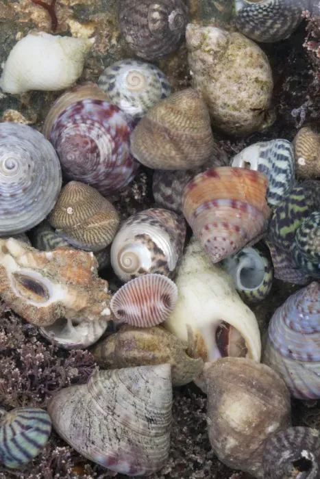Framed Print : Mixed seashells on beach in Sark, British Channel Islands Framed Print : Mixed seashells on beach in Sark, British Channel Islands
