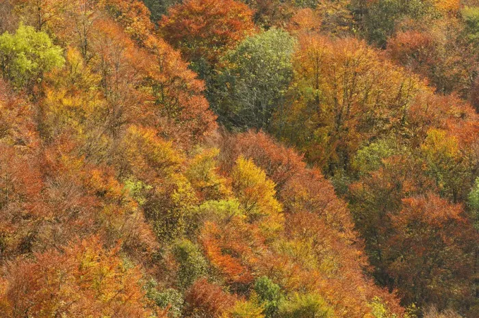 Framed Print : Mixed woodland of ash alder, oak beech in autumn colours. Kinnoull Hill Woodland Park Framed Print : Mixed woodland of ash alder, oak beech in autumn colours. Kinnoull Hill Woodland Park