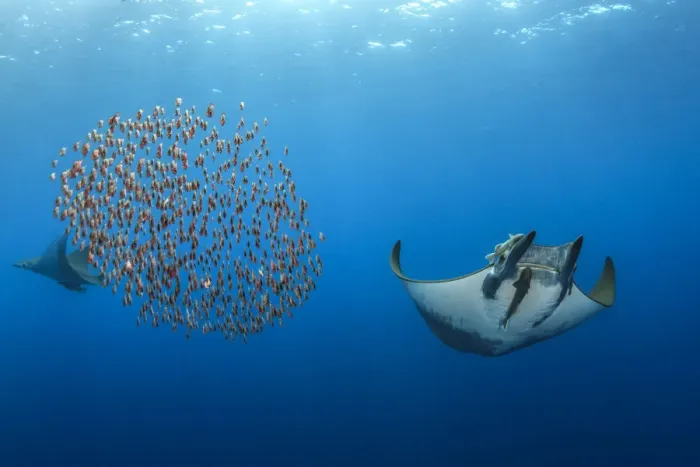 Framed Print : Mobula / Chilean devil ray (Mobula tarapacana) with a school of fish (Capros aper) Framed Print : Mobula / Chilean devil ray (Mobula tarapacana) with a school of fish (Capros aper)