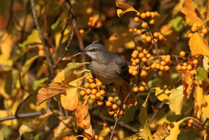 Framed Print : Mockingbird amongst berries, Everglades NP, Florida, USA Framed Print : Mockingbird amongst berries, Everglades NP, Florida, USA