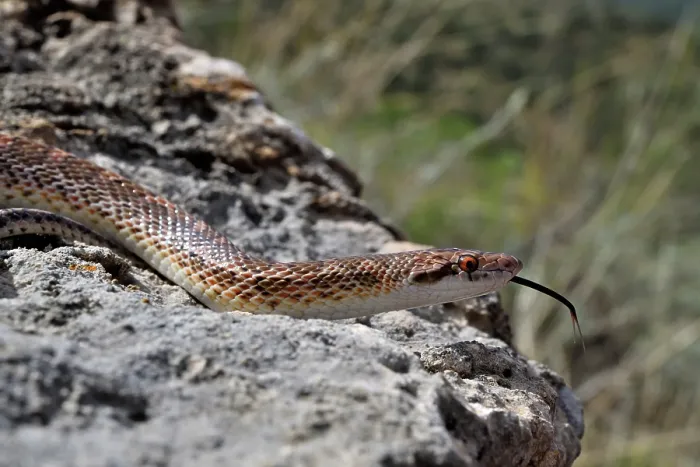 Framed Print : Mohave glossy snake (Arizona elegans candida) resting on rocks, Panamint Mountains, Death Valley National Park, California, USA Framed Print : Mohave glossy snake (Arizona elegans candida) resting on rocks, Panamint Mountains, Death Valley National Park, California, USA