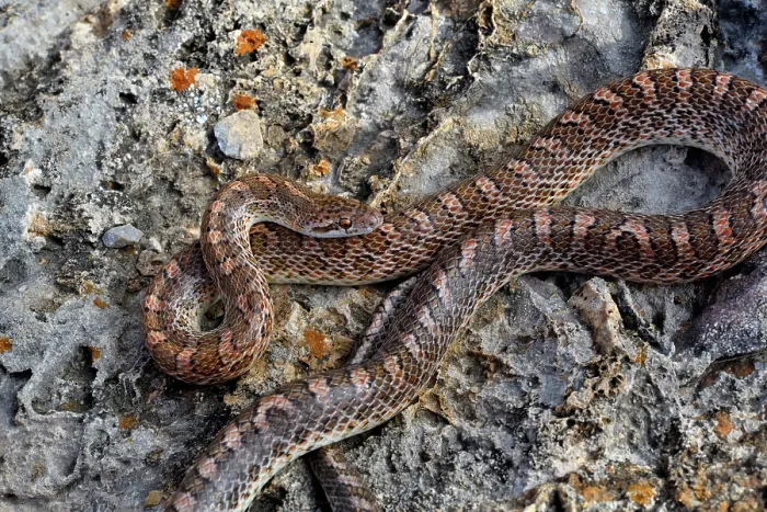 Framed Print : Mohave glossy snake (Arizona elegans candida) resting on rocks, Panamint Mountains, Death Valley National Park, California, USA Framed Print : Mohave glossy snake (Arizona elegans candida) resting on rocks, Panamint Mountains, Death Valley National Park, California, USA