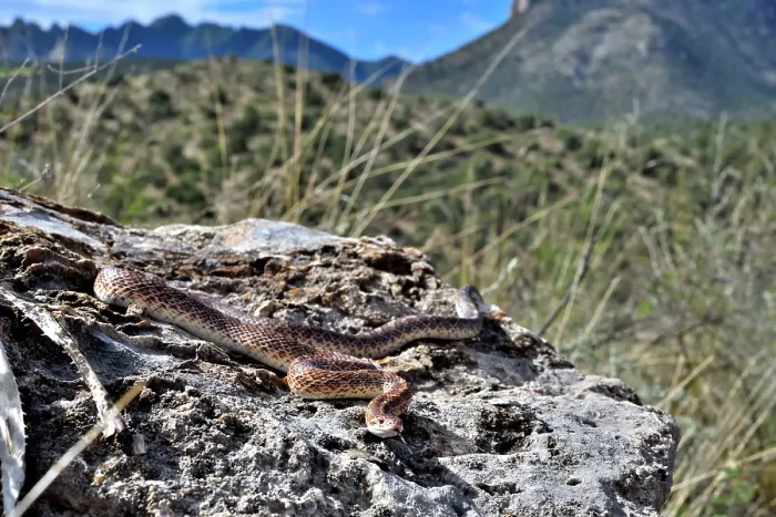 Framed Print : Mohave glossy snake (Arizona elegans candida) resting on rocks, Panamint Mountains, Death Valley National Park, California, USA Framed Print : Mohave glossy snake (Arizona elegans candida) resting on rocks, Panamint Mountains, Death Valley National Park, California, USA