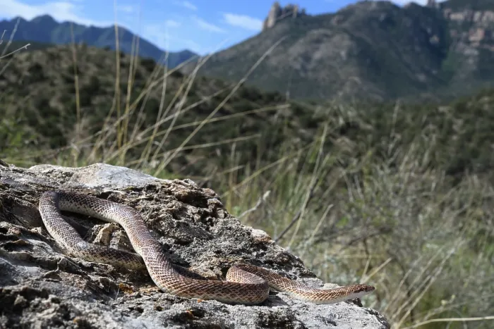 Framed Print : Mohave glossy snake (Arizona elegans candida) resting on rocks, Panamint Mountains, Death Valley National Park, California, USA Framed Print : Mohave glossy snake (Arizona elegans candida) resting on rocks, Panamint Mountains, Death Valley National Park, California, USA