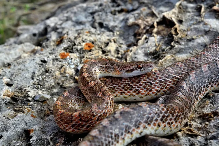 Framed Print : Mohave glossy snake (Arizona elegans candida) resting on rocks, Panamint Mountains, Death Valley National Park, California, USA Framed Print : Mohave glossy snake (Arizona elegans candida) resting on rocks, Panamint Mountains, Death Valley National Park, California, USA