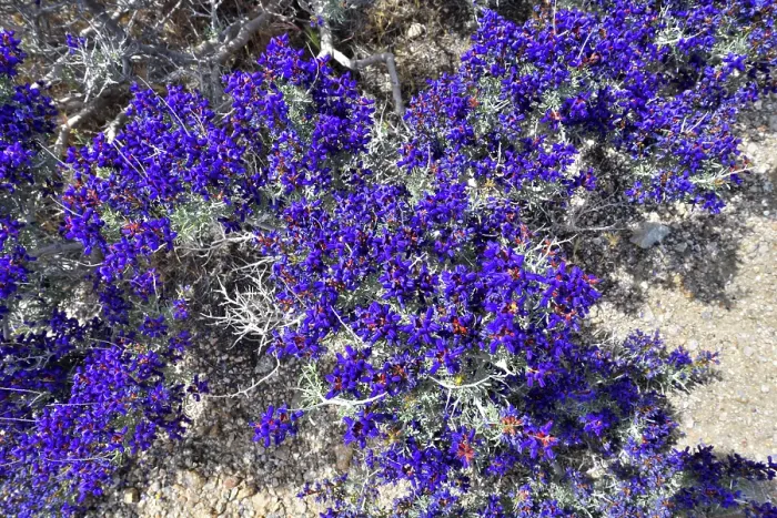 Framed Print : Mojave indigo bush (Psorothamnus arborescens) in flower, Mojave National Preserve, Mojave desert, California, USA. May Framed Print : Mojave indigo bush (Psorothamnus arborescens) in flower, Mojave National Preserve, Mojave desert, California, USA. May