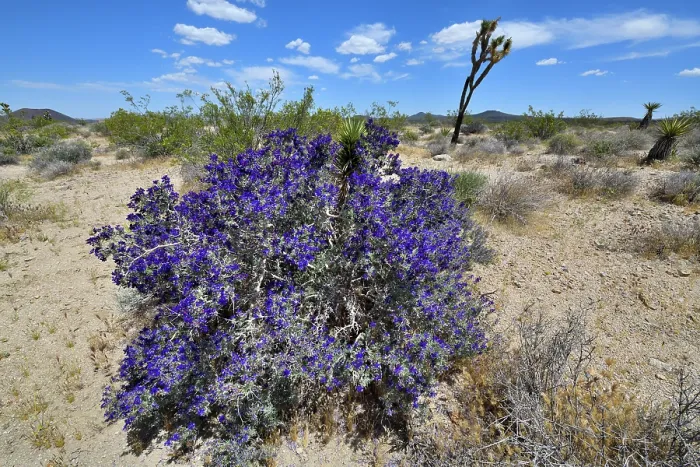 Framed Print : Mojave indigo bush (Psorothamnus arborescens) in flower, Mojave National Preserve, Mojave desert, California, USA. May Framed Print : Mojave indigo bush (Psorothamnus arborescens) in flower, Mojave National Preserve, Mojave desert, California, USA. May