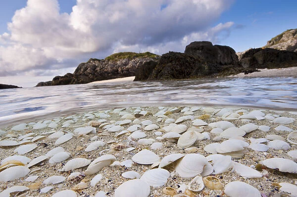 Mollusc shells washed up on a beach in the Cairns of Coll, Island of Coll, Inner Hebrides