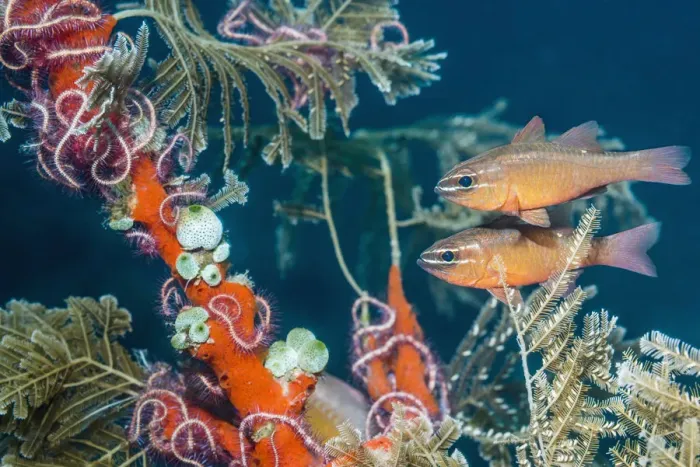 Framed Print : Moluccan cardinalfish (Ostorhinchus moluccensis) next to hydroids Framed Print : Moluccan cardinalfish (Ostorhinchus moluccensis) next to hydroids