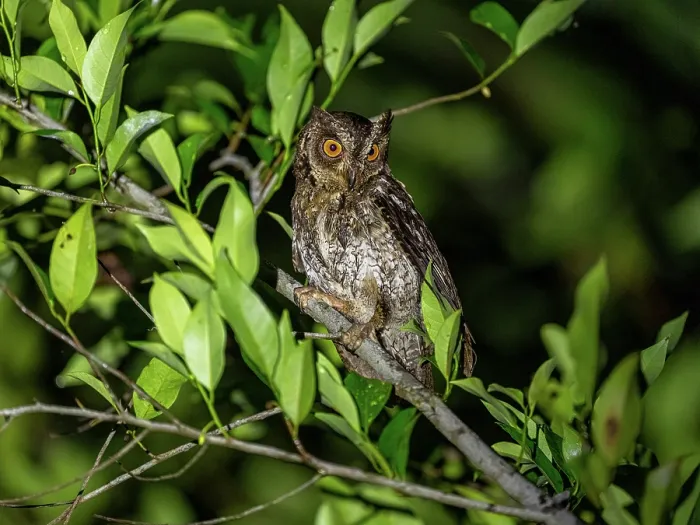 Framed Print : Moluccan scops owl (Otus magicus) perched on branch at night, Maluku Islands, Indonesia Framed Print : Moluccan scops owl (Otus magicus) perched on branch at night, Maluku Islands, Indonesia