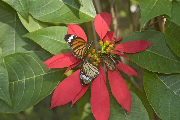 Framed Print : Monarch butterflies (Danaus plexippus), three nectaring on Poinsettia (Euphorbia pulcherrima) Framed Print : Monarch butterflies (Danaus plexippus), three nectaring on Poinsettia (Euphorbia pulcherrima)
