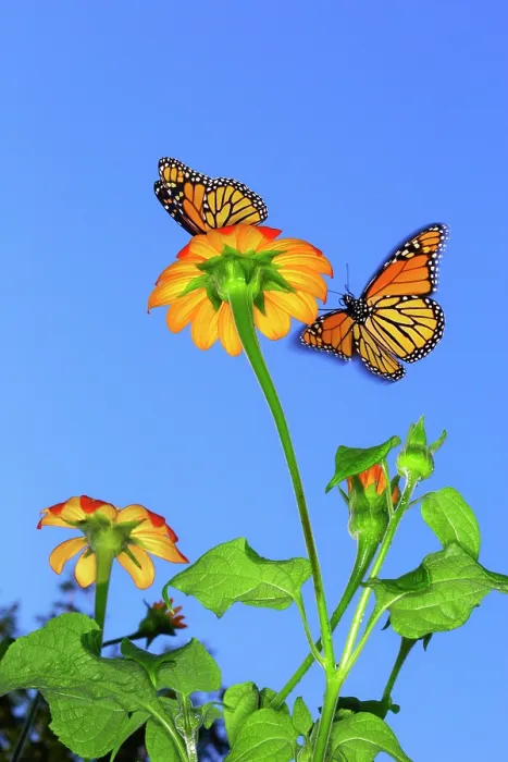 Framed Print : Monarch butterflies (Danaus plexippus) attracted to Mexican sunflowers (Tithonia sp.) in a garden, Woodstock, New York, USA. September Framed Print : Monarch butterflies (Danaus plexippus) attracted to Mexican sunflowers (Tithonia sp.) in a garden, Woodstock, New York, USA. September