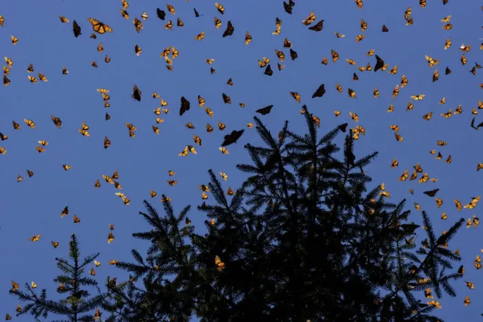Framed Print : Monarch butterflies (Danaus plexippus) flying during a warm morning Framed Print : Monarch butterflies (Danaus plexippus) flying during a warm morning