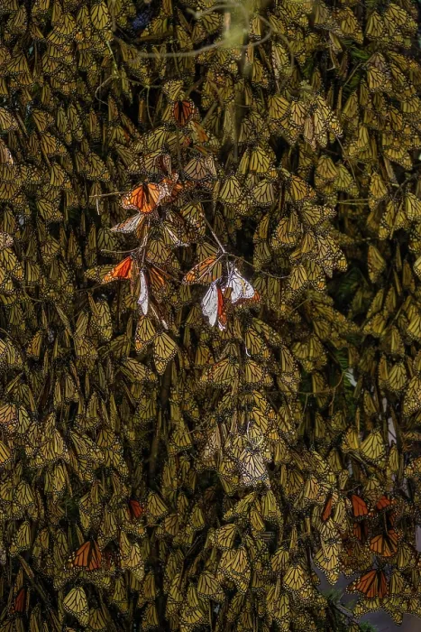 Framed Print : Monarch butterflies (Danaus plexippus) resting on trees in wintering grounds in the mountains of central Mexico, El Rosario Butterfly Sanctuary, Michoacan, Mexico Framed Print : Monarch butterflies (Danaus plexippus) resting on trees in wintering grounds in the mountains of central Mexico, El Rosario Butterfly Sanctuary, Michoacan, Mexico