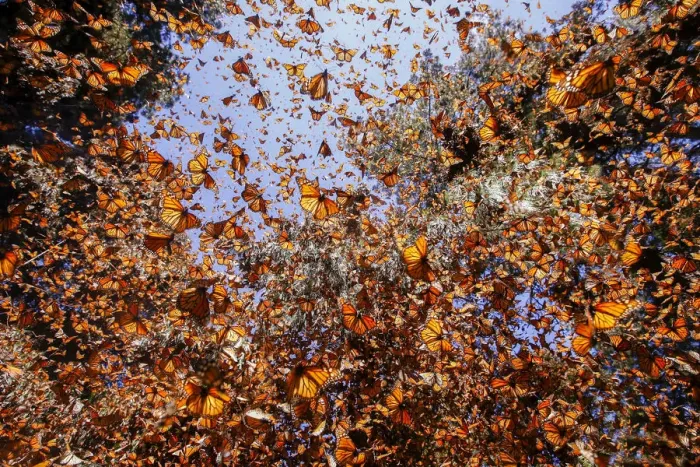 Framed Print : Monarch butterfly (Danaus plexippus), in wintering from November to March in Oyamel pine forests Framed Print : Monarch butterfly (Danaus plexippus), in wintering from November to March in Oyamel pine forests