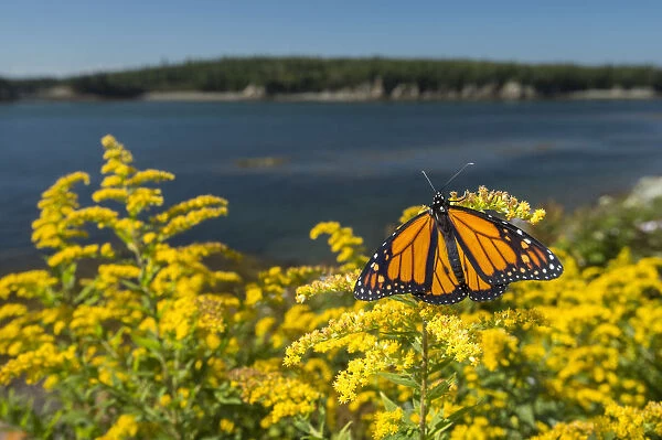 Monarch butterfly (Danaus plexippus) feeding on Goldenrod, New Brunswick, Canada, September