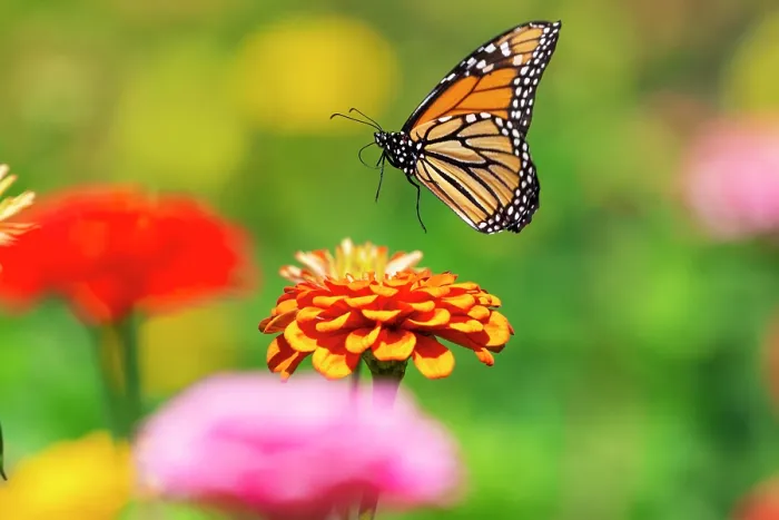 Framed Print : Monarch butterfly (Danaus plexippus) in flight over Zinnia flower in a garden, southern Connecticut, USA. September Framed Print : Monarch butterfly (Danaus plexippus) in flight over Zinnia flower in a garden, southern Connecticut, USA. September