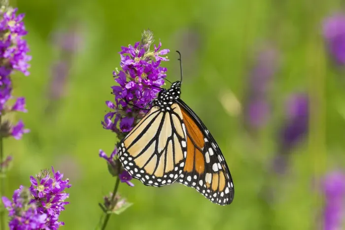 Framed Print : Monarch butterfly (Danaus plexippus) nectaring on Purple Loosestrife in wet meadow Framed Print : Monarch butterfly (Danaus plexippus) nectaring on Purple Loosestrife in wet meadow