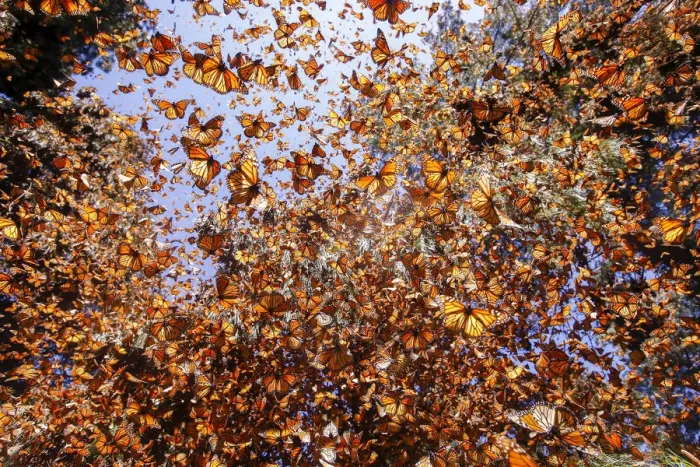 Framed Print : Monarch butterfly (Danaus plexippus) wintering in Oyamel pine forests (Abies religiosa) Framed Print : Monarch butterfly (Danaus plexippus) wintering in Oyamel pine forests (Abies religiosa)