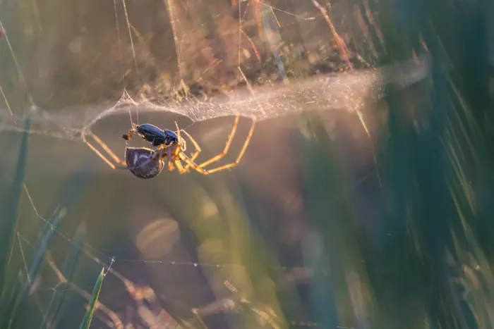 Framed Print : Money spider (Linyphiidae) in its sheet web eating a beetle, backlit at sunset Framed Print : Money spider (Linyphiidae) in its sheet web eating a beetle, backlit at sunset
