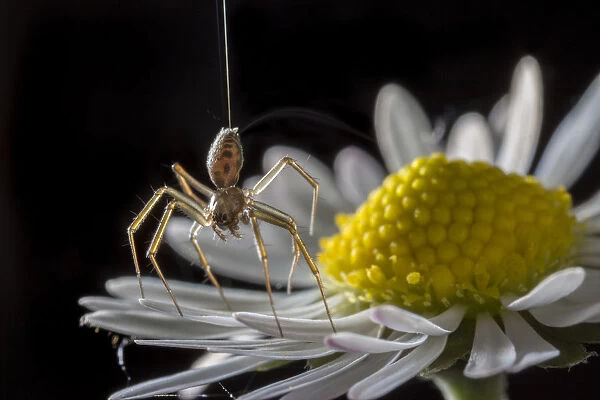 Money spider (Tenuiphantes sp) tiptoeing behaviour on daisy. Spiders can stand on tiptoes