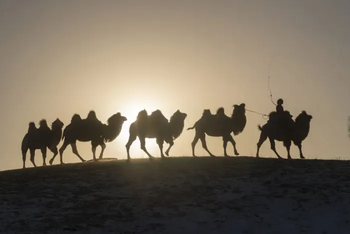 Framed Print : Mongol driving a camel caravan of Bactrian camel (Camelus bactrianus) Bashang Grassland Framed Print : Mongol driving a camel caravan of Bactrian camel (Camelus bactrianus) Bashang Grassland