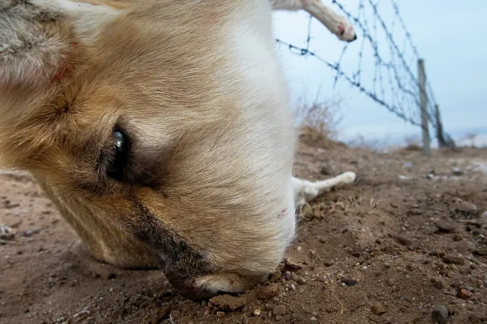 Framed Print : Mongolian gazelle (Procapra gutturosa) caught in barbed wire fence, Sainshand, Gobi Desert, Mongolia Framed Print : Mongolian gazelle (Procapra gutturosa) caught in barbed wire fence, Sainshand, Gobi Desert, Mongolia