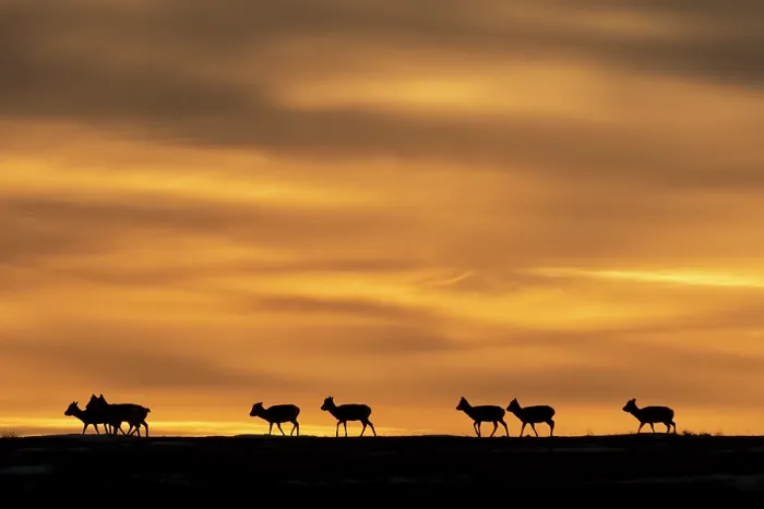 Framed Print : Mongolian gazelles (Procapra gutturosa) herd migrating across the steppe, silhouetted at sunrise, Sainshand, Gobi Desert, Mongolia Framed Print : Mongolian gazelles (Procapra gutturosa) herd migrating across the steppe, silhouetted at sunrise, Sainshand, Gobi Desert, Mongolia
