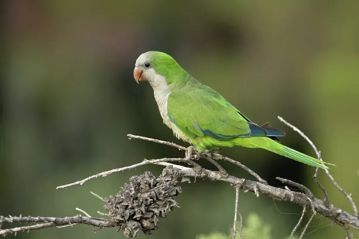 Framed Print : Monk parakeet (Myiopsitta monachus) perched on branch, Park Guell, Barcelona, Spain. August Framed Print : Monk parakeet (Myiopsitta monachus) perched on branch, Park Guell, Barcelona, Spain. August