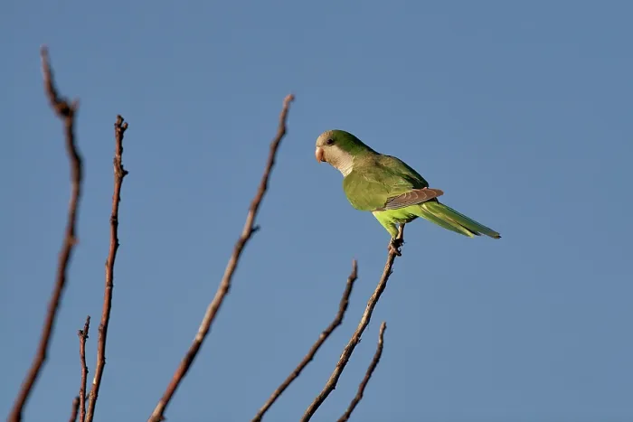 Framed Print : Monk parakeet (Myiopsitta monachus) perched on branch, Ibera Wetlands Provincial Nature Reserve, Corrientes, Argentina Framed Print : Monk parakeet (Myiopsitta monachus) perched on branch, Ibera Wetlands Provincial Nature Reserve, Corrientes, Argentina