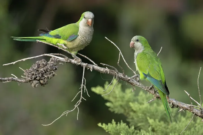 Framed Print : Two Monk parakeets (Myiopsitta monachus) perched on branch, Park Guell, Barcelona, Spain. August Framed Print : Two Monk parakeets (Myiopsitta monachus) perched on branch, Park Guell, Barcelona, Spain. August