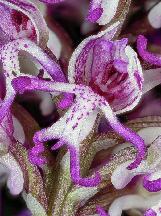 Framed Print : Monkey orchid (Orchis simia) flower, close up, Torre Alfina, Lazio, Italy. May