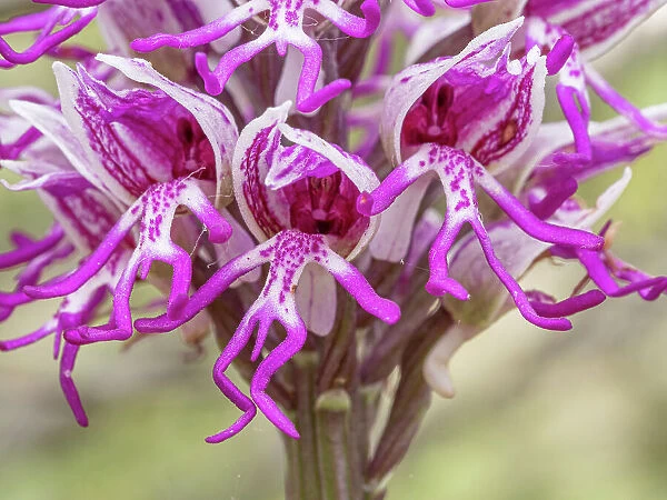 Monkey orchid (Orchis simia) in flower, close up, Torre Alfina, Lazio, Italy. May