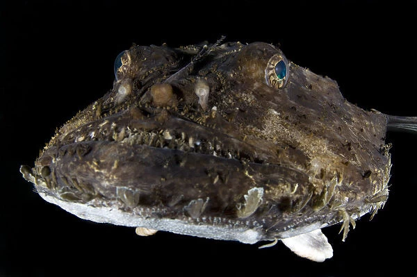 Monkfish  /  Anglerfish (Lophius piscatorius) portrait, Saltstraumen, Bodo, Norway