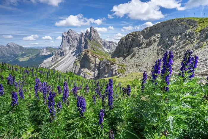 Framed Print : Monkshood (Aconitum napellus) in flower on mountainside with view to Seceda Mountain on the Adolf Munkel Hiking route, Odle / Geisler mountain group, Puez-Odle Nature Park Framed Print : Monkshood (Aconitum napellus) in flower on mountainside with view to Seceda Mountain on the Adolf Munkel Hiking route, Odle / Geisler mountain group, Puez-Odle Nature Park