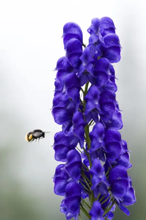 Framed Print : Monkshood (Aconitum napellus) flowers with bumble bee in flight, Triglav National Park Framed Print : Monkshood (Aconitum napellus) flowers with bumble bee in flight, Triglav National Park