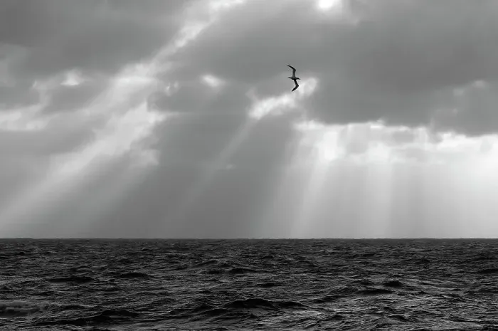Framed Print : Monochrome image of a Northern gannet (Morus bassanus) adult in flight, seen from the pelagic trawler Charisma, Shetland Isles, Scotland, UK, October Framed Print : Monochrome image of a Northern gannet (Morus bassanus) adult in flight, seen from the pelagic trawler Charisma, Shetland Isles, Scotland, UK, October