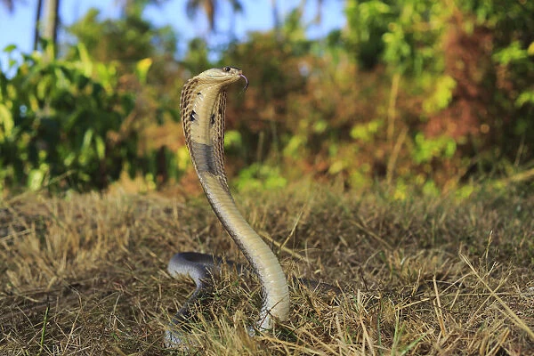 Monocled cobra (Naja kaouthia) on rubber plantation at Phak Lok, Phuket Island, Thailand
