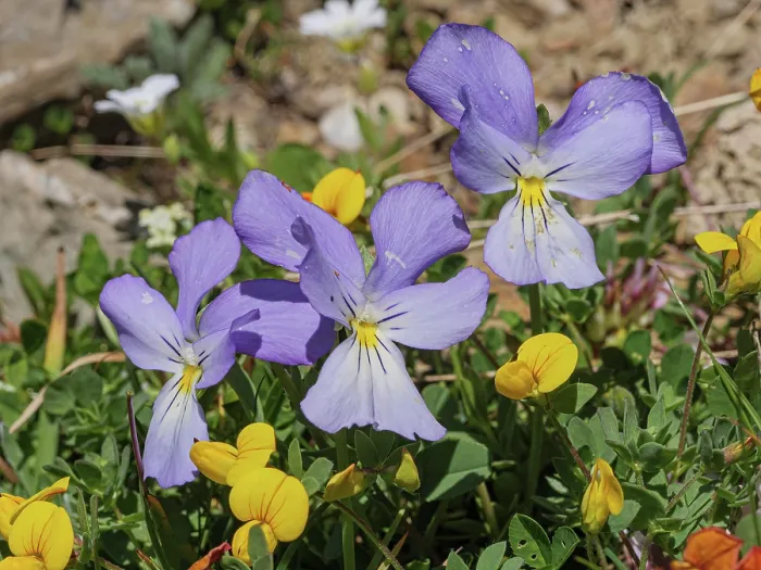 Framed Print : Mont Cenis violets (Viola cenisia) in flower, Col du Galibier, French Alps, France. July Framed Print : Mont Cenis violets (Viola cenisia) in flower, Col du Galibier, French Alps, France. July