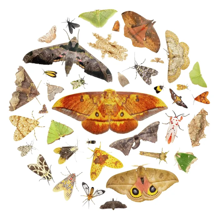 Framed Print : Montage of moths attracted to an ultraviolet (UV) light at night, representing the rich biodivesity of the cloud forest Framed Print : Montage of moths attracted to an ultraviolet (UV) light at night, representing the rich biodivesity of the cloud forest