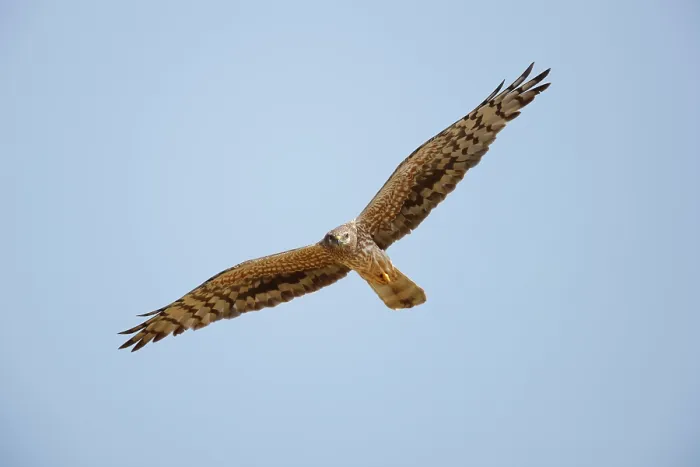 Framed Print : Montagu's harrier (Circus pygargus) female, in flight, La Rioja, Spain. May Framed Print : Montagu's harrier (Circus pygargus) female, in flight, La Rioja, Spain. May