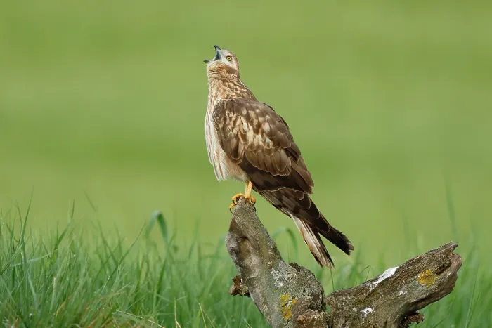 Framed Print : Montagu's harrier (Circus pygargus) female, perched on tree stump calling, La Rioja, Spain. May Framed Print : Montagu's harrier (Circus pygargus) female, perched on tree stump calling, La Rioja, Spain. May